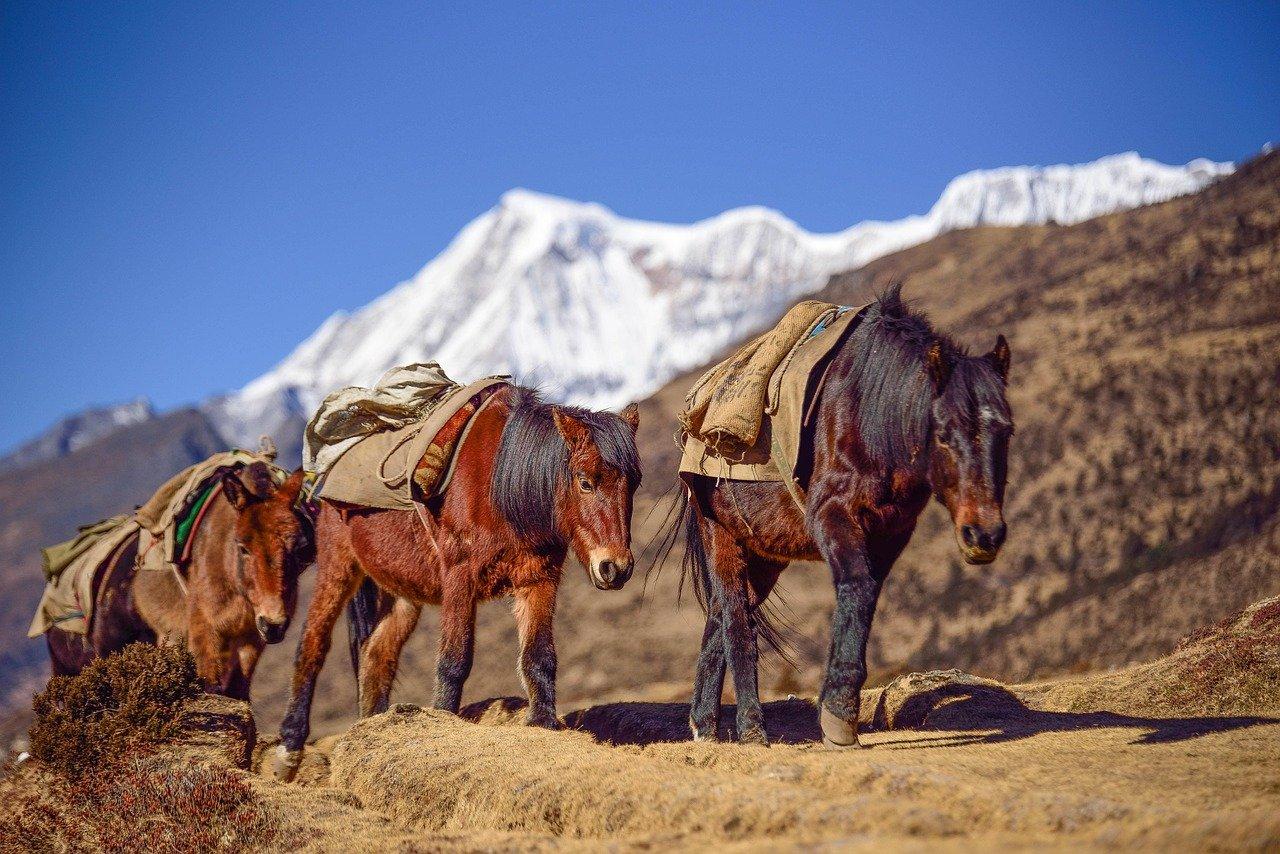 Horse in a mountain valley in Bhutan