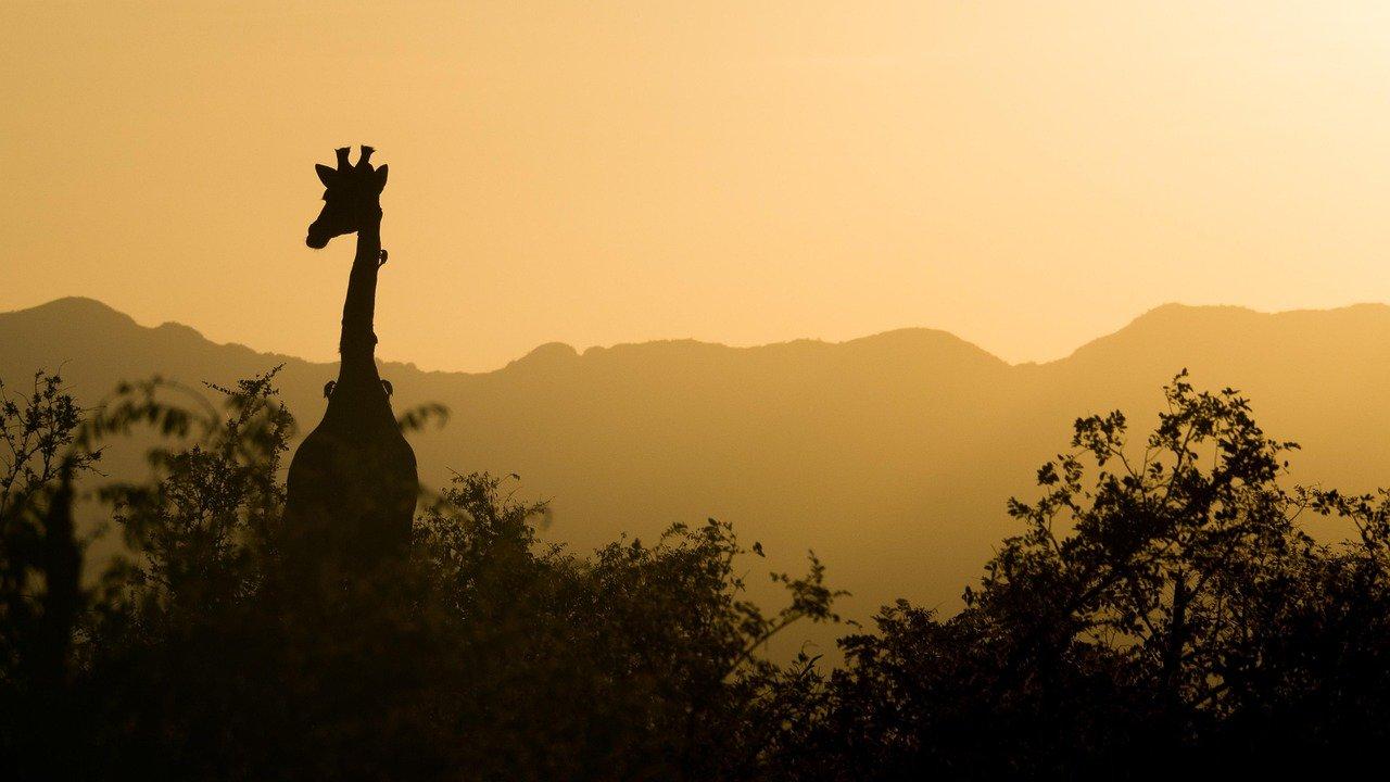 giraffe, sunset, south africa, africa, safari, nature, landscape, wilderness, wild animal, silhouette, animal, twilight, dusk, giraffe, giraffe, giraffe, south africa, south africa, south africa, africa, africa, africa, africa, africa, safari