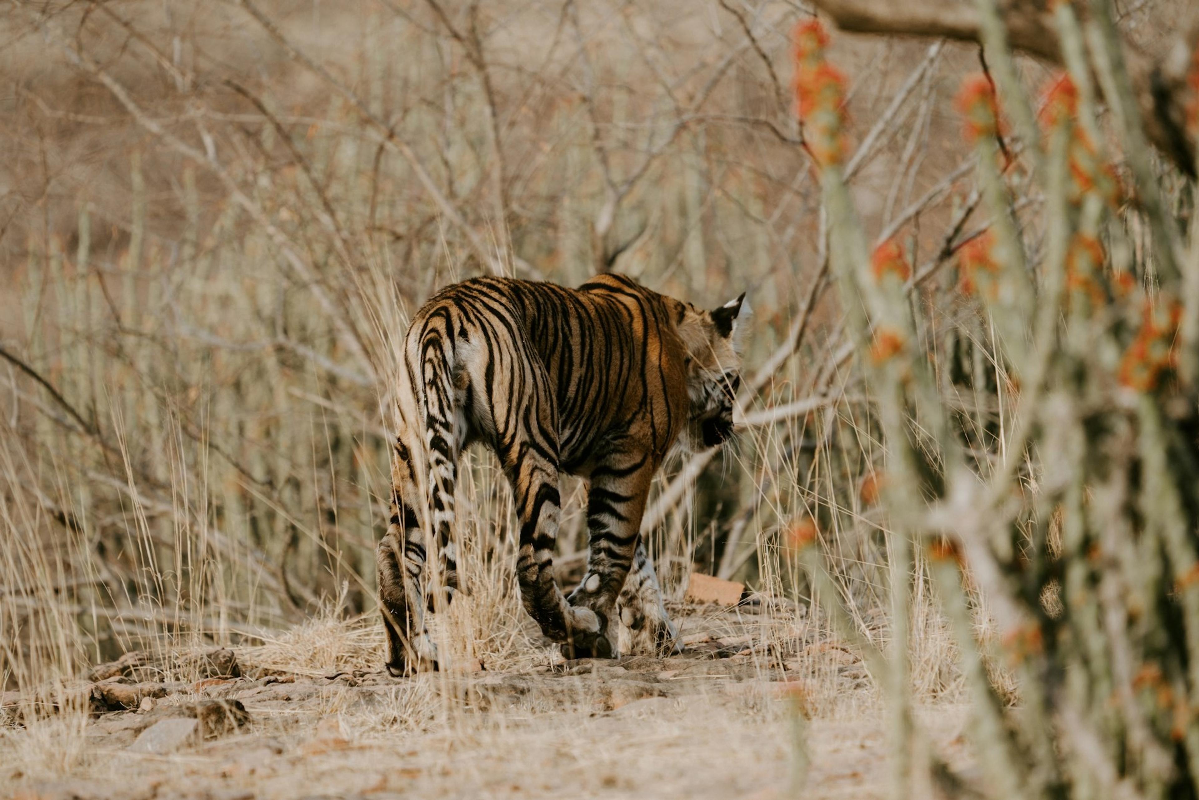 A Bengal tiger walking through dry scrub in Ranthambore National Park, Rajasthan