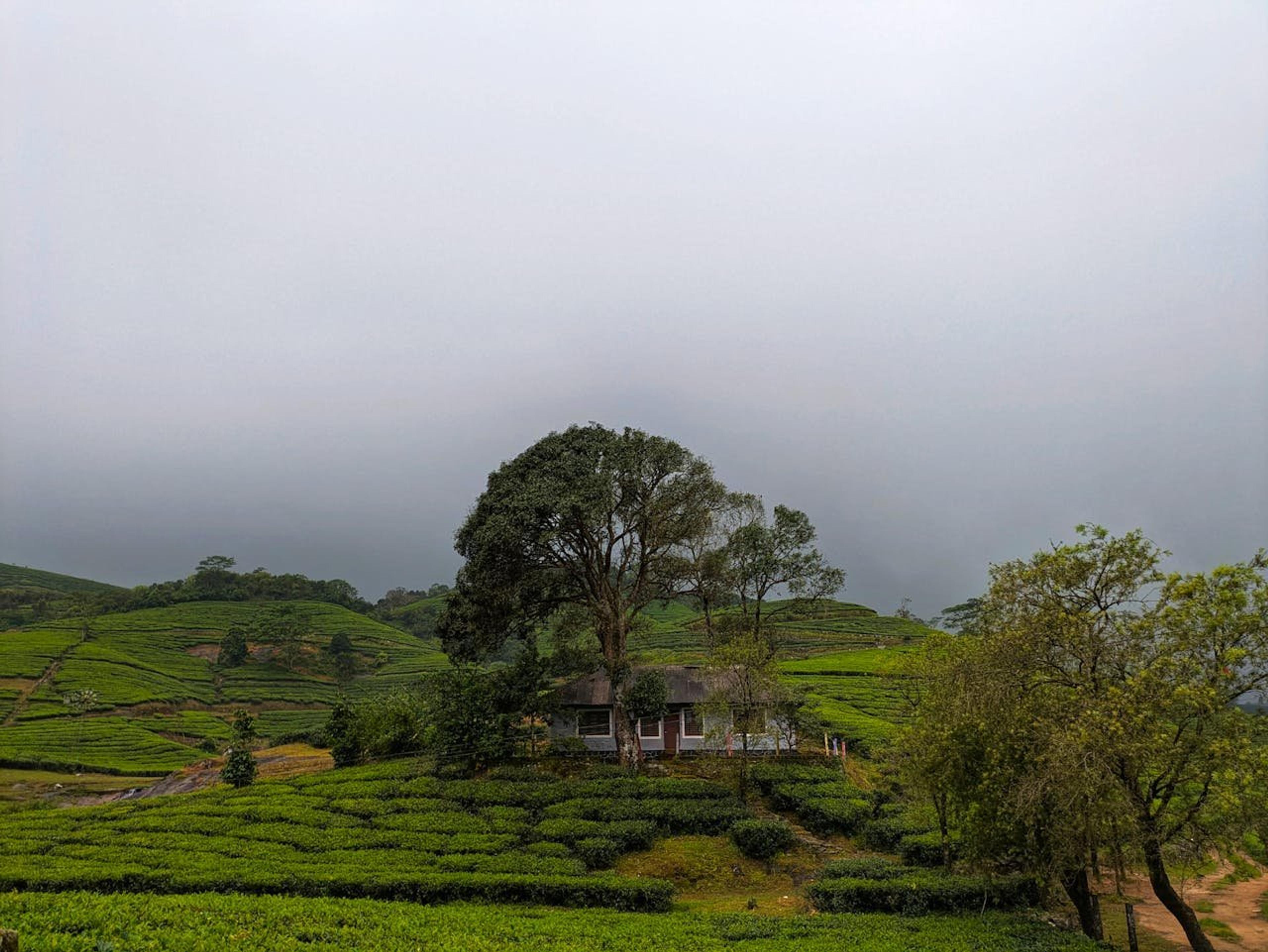 Beautiful Kerala Landscape included in this package - Cosima Holidays