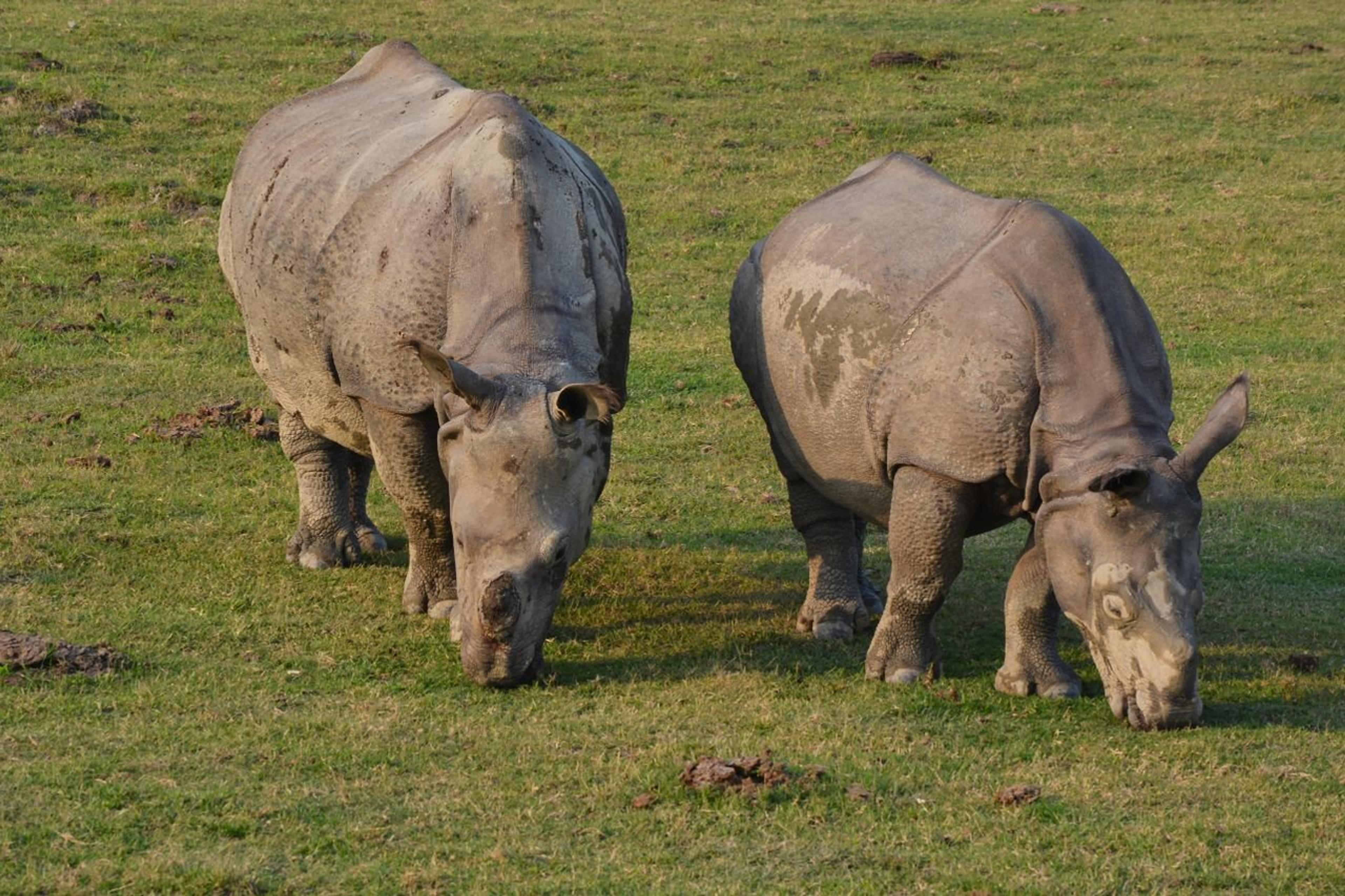 Two Indian rhinoceroses grazing on grass in Kaziranga National Park, Assam, India during daytime.