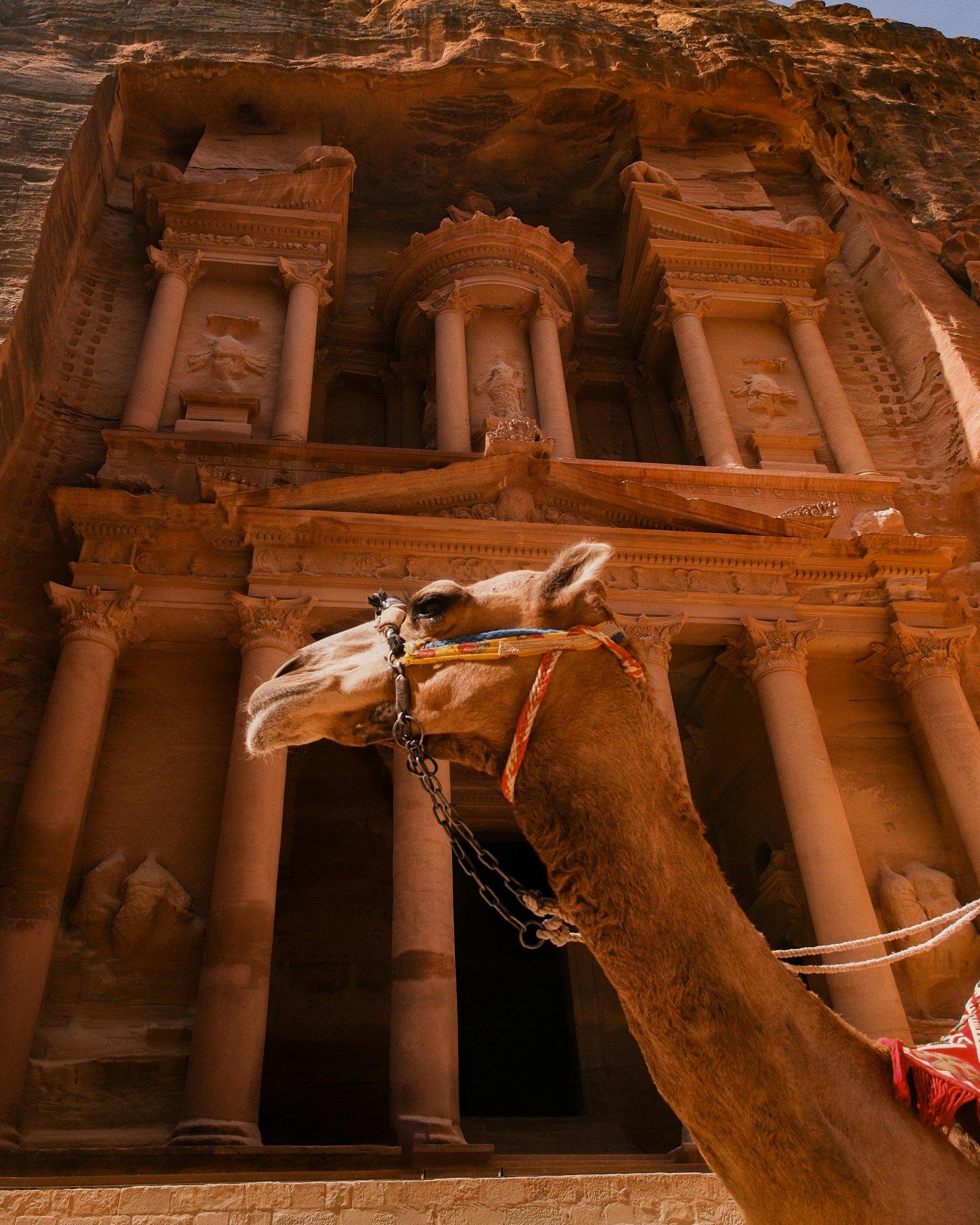 A majestic camel stands before the ancient Al-Khazneh treasury in Petra, Jordan.