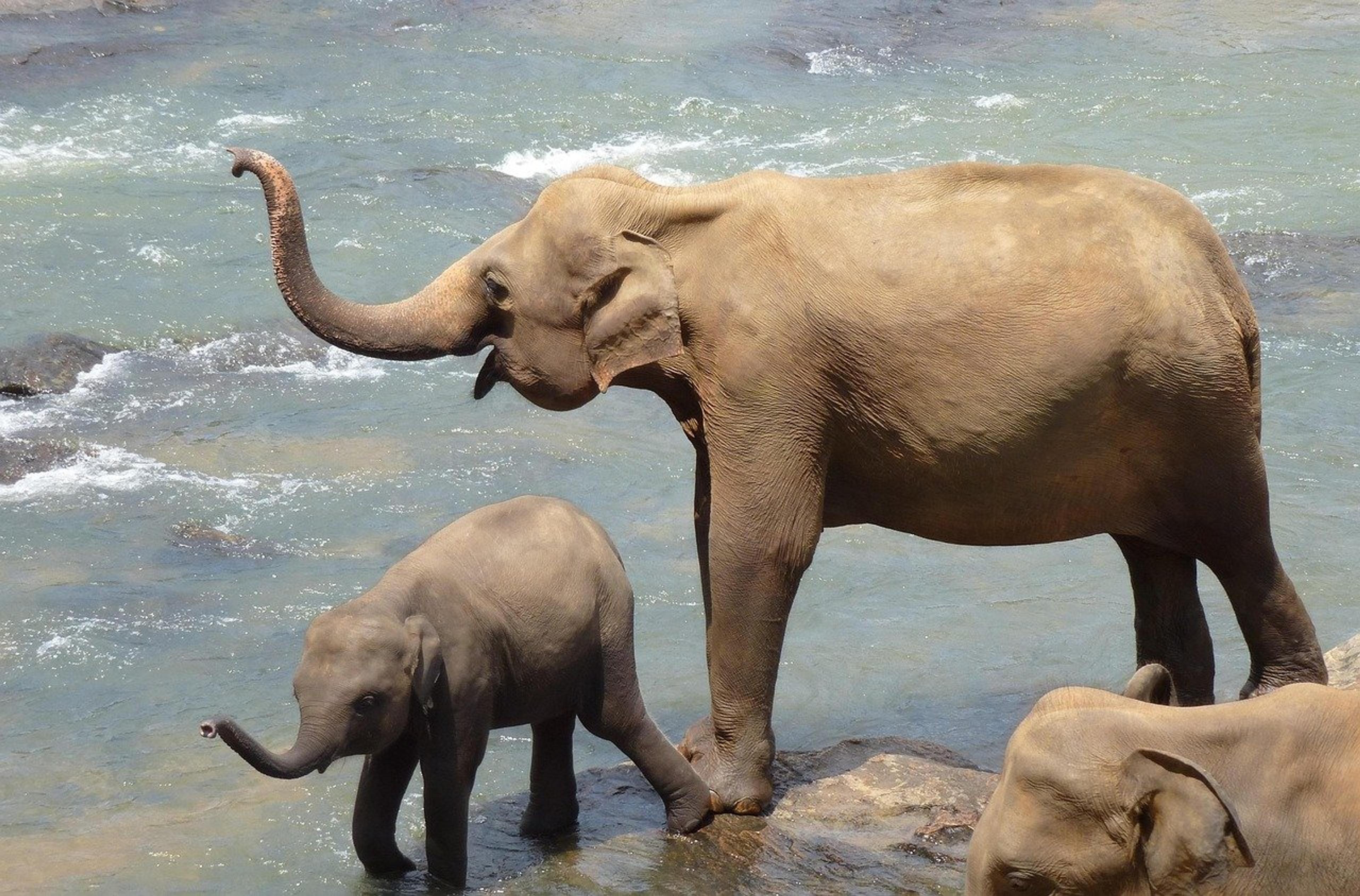 Mother elephant and calf in Sri Lanka
