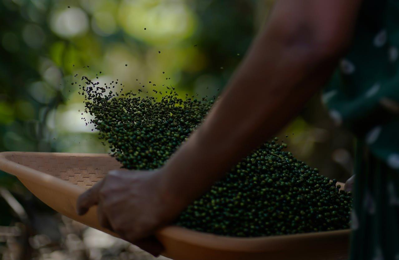 Black Pepper Cultivation in Kerala