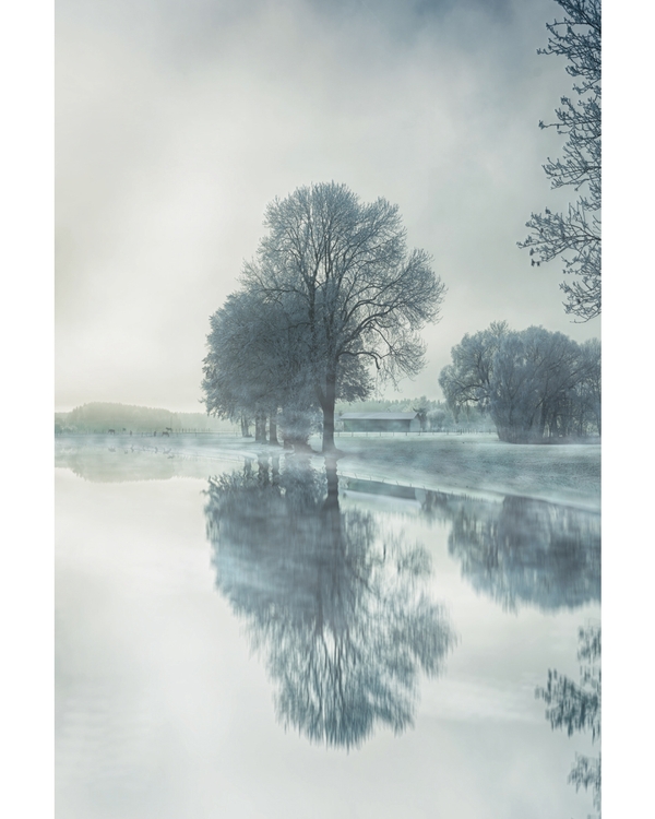Frosty trees reflected in calm misty winter water