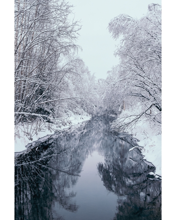 Snow covered trees reflected along quiet winter stream