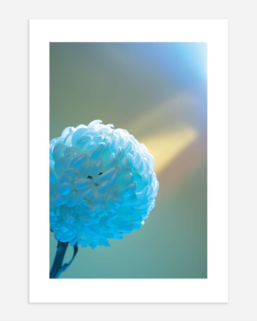 A poster of a Close up blue chrysanthemum flower with soft light background
