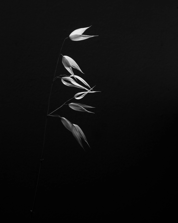 Minimalist black and white photograph of a single oat stem lit against a deep black background