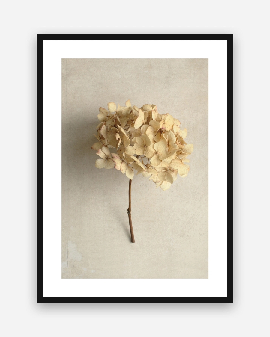 Dried Hydrangea Stem poster with a white border in a black frame