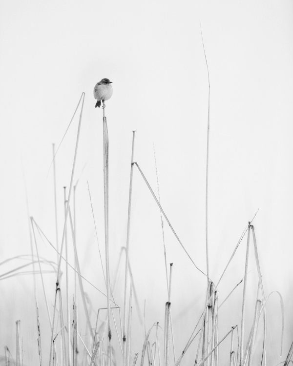 Black and white photograph of a small bird perched on a reed stalk above pale grasses