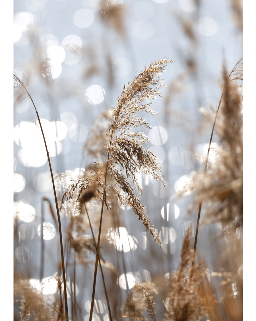 Golden reeds with sparkling water in background.