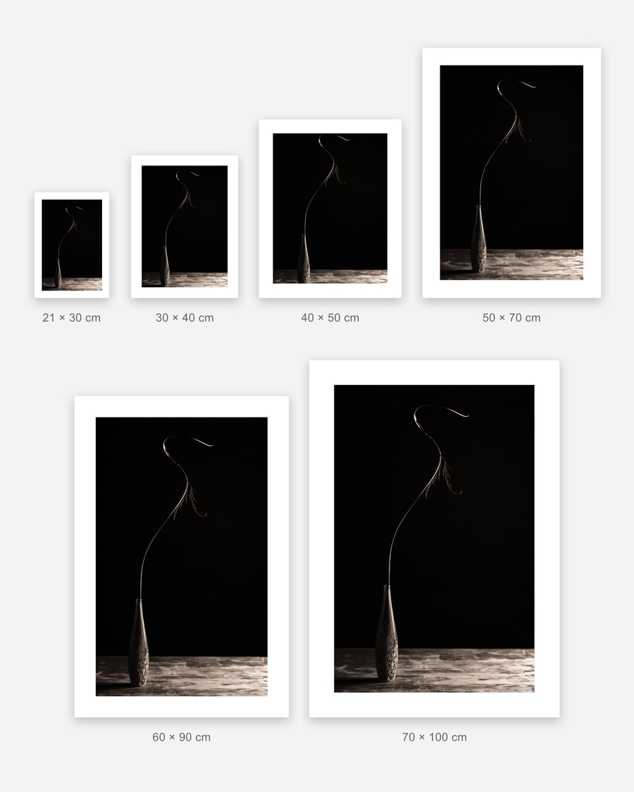 Stem in Shadow poster in 6 sizes, shown to scale: 21 × 30, 30 × 40, 40 × 50, 50 × 70, 60 × 90 and 70 × 100 cm