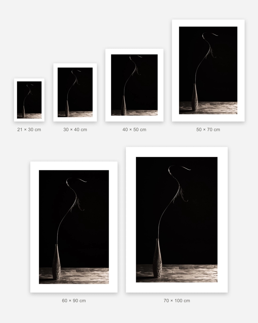 Stem in Shadow poster in 6 sizes, shown to scale: 21 × 30, 30 × 40, 40 × 50, 50 × 70, 60 × 90 and 70 × 100 cm