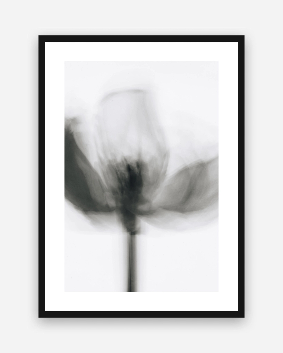Blurred Tulip Study poster with a white border in a black frame