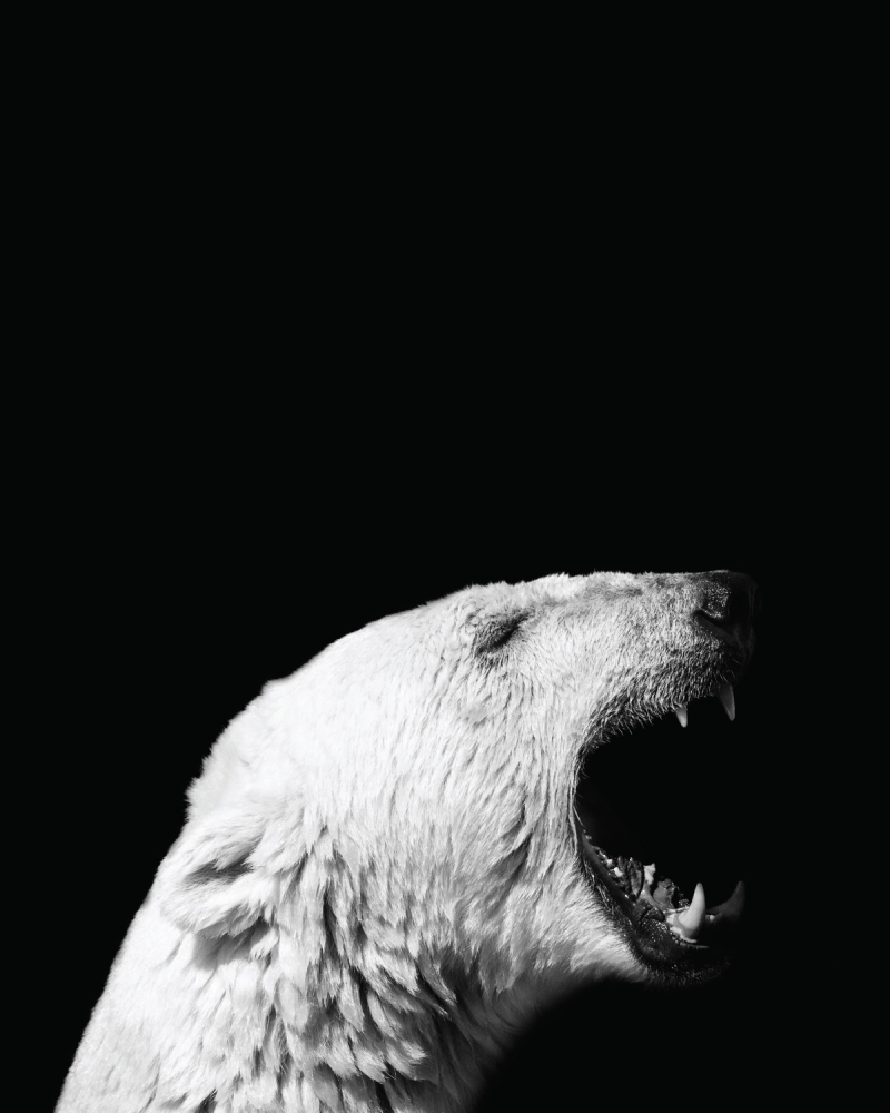 A striking black and white poster of a roaring polar bear against a deep black background