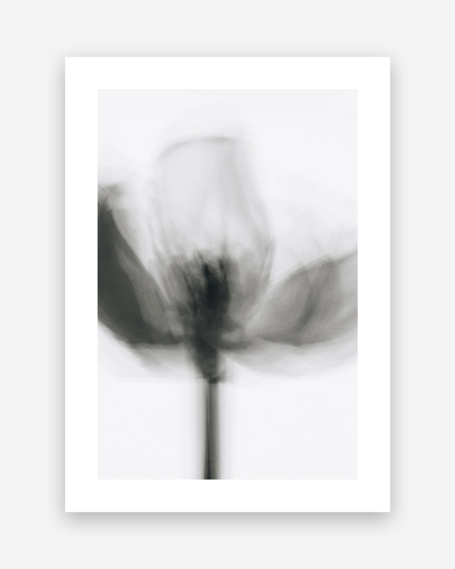 Blurred Tulip Study poster with a white border, unframed on a light gray background