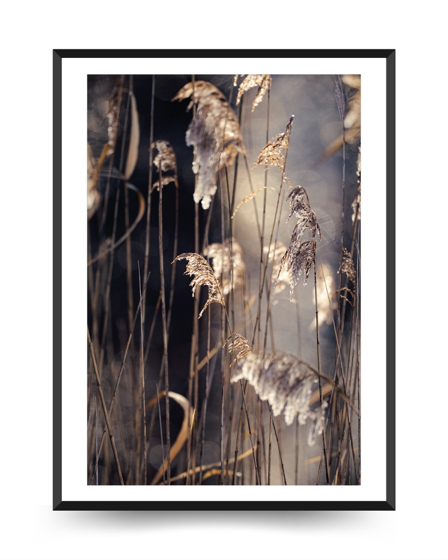 A poster of a Golden reeds in soft sunlight with blurred natural background