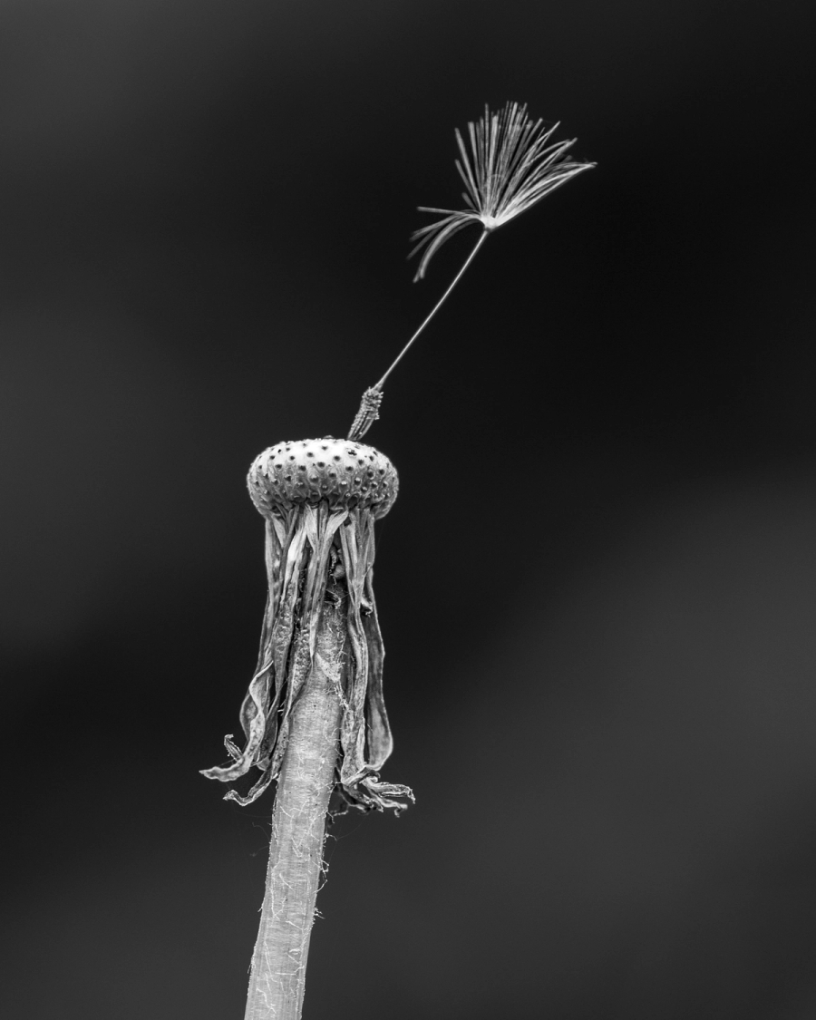 Black and white macro photo of a faded dandelion head with a single seed on a dark gray background