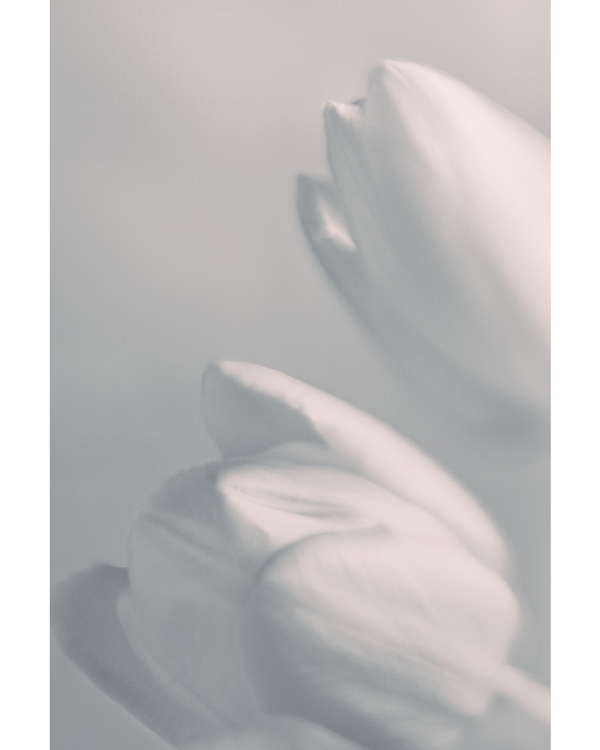 Soft blurred white flower petals in gentle light