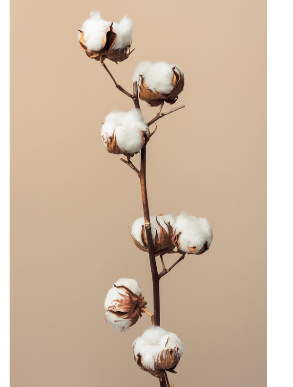 Cotton branches arranged vertically on warm neutral background