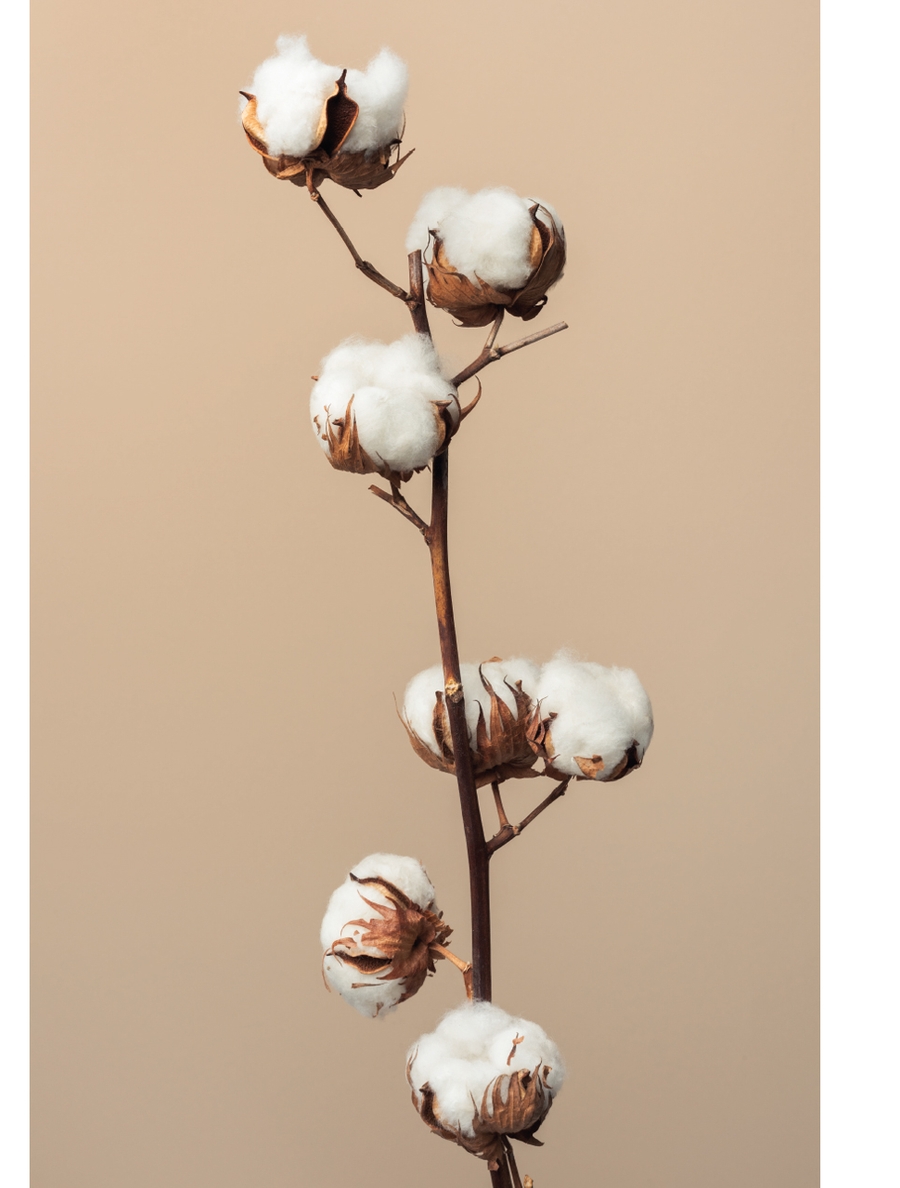 Cotton branches arranged vertically on warm neutral background