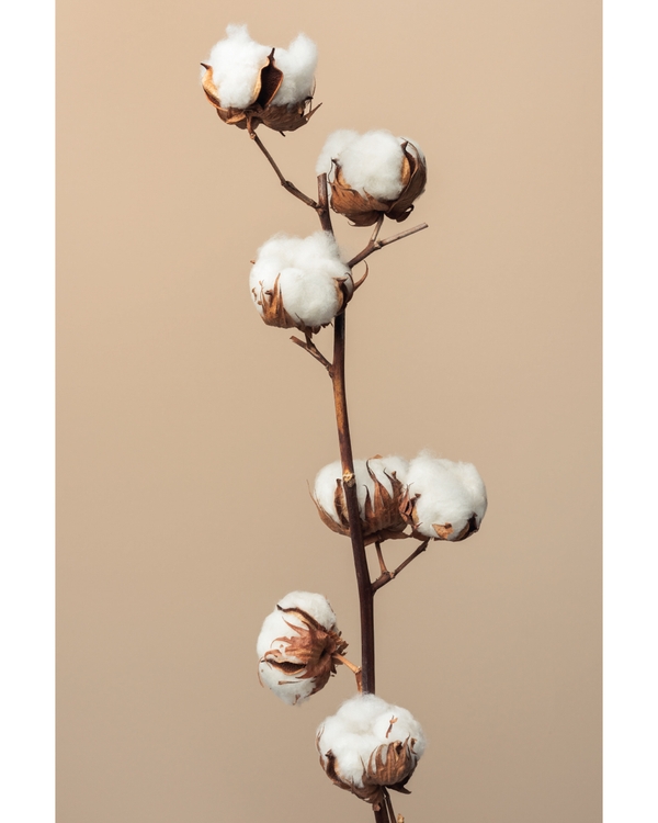 Cotton branches arranged vertically on warm neutral background