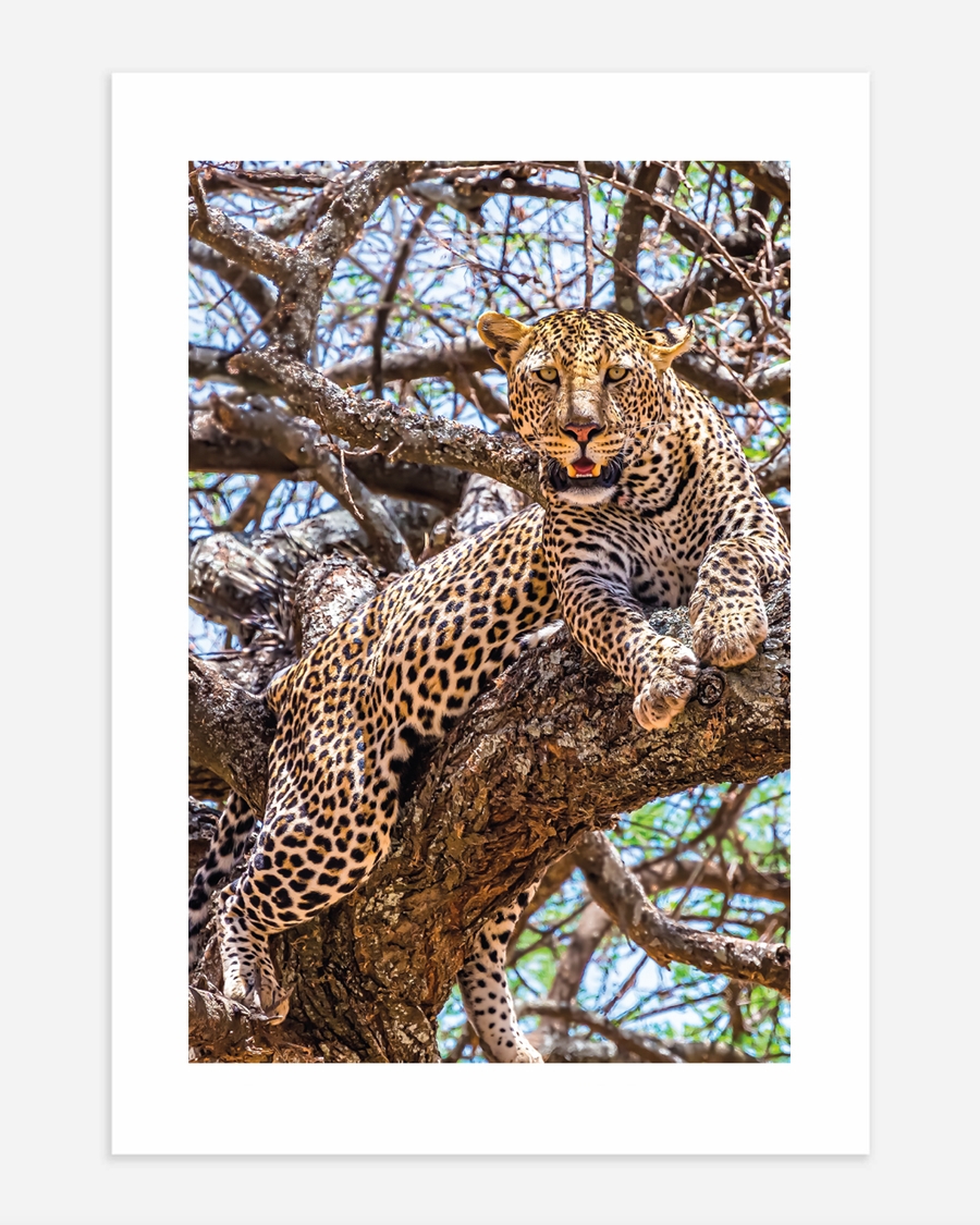 A poster of a Leopard resting on tree branch in sunlight
