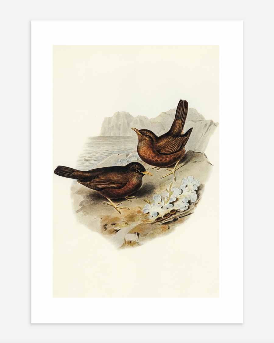 A poster of a Illustrated birds standing near rocky coast by sea