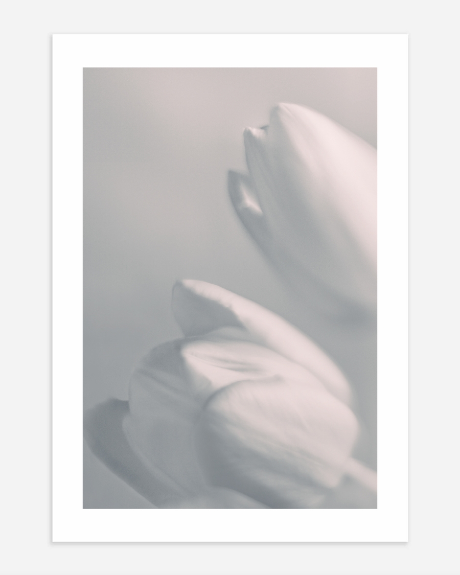 A poster of a Soft blurred white flower petals in gentle light
