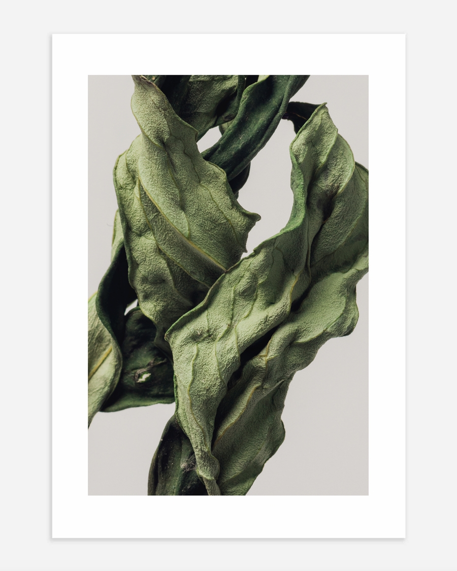 A poster of a Close‑up textured dried green leaves