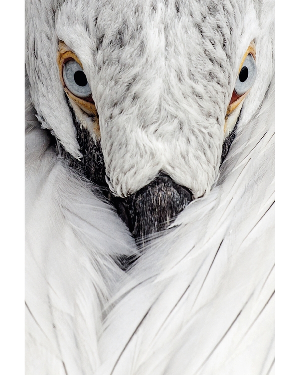 White bird close up with sharp eyes and soft feathers