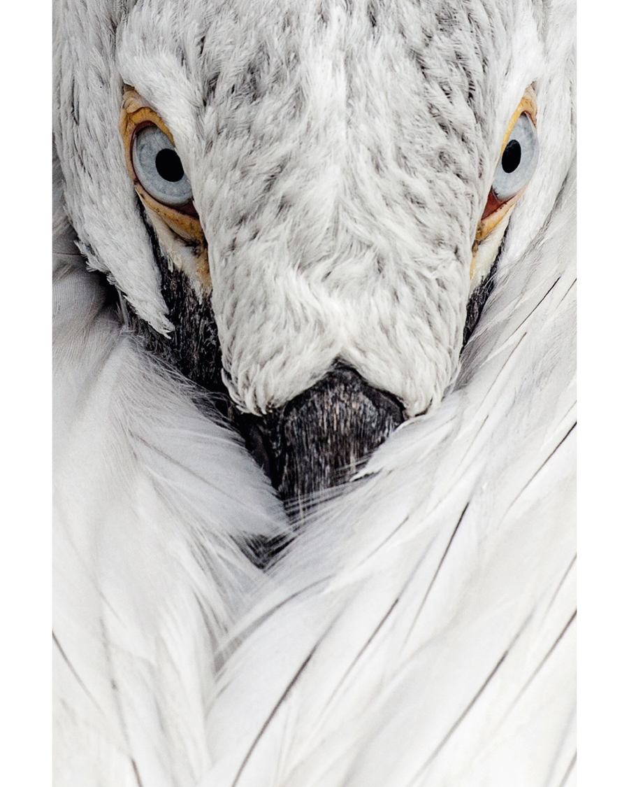 White bird close up with sharp eyes and soft feathers