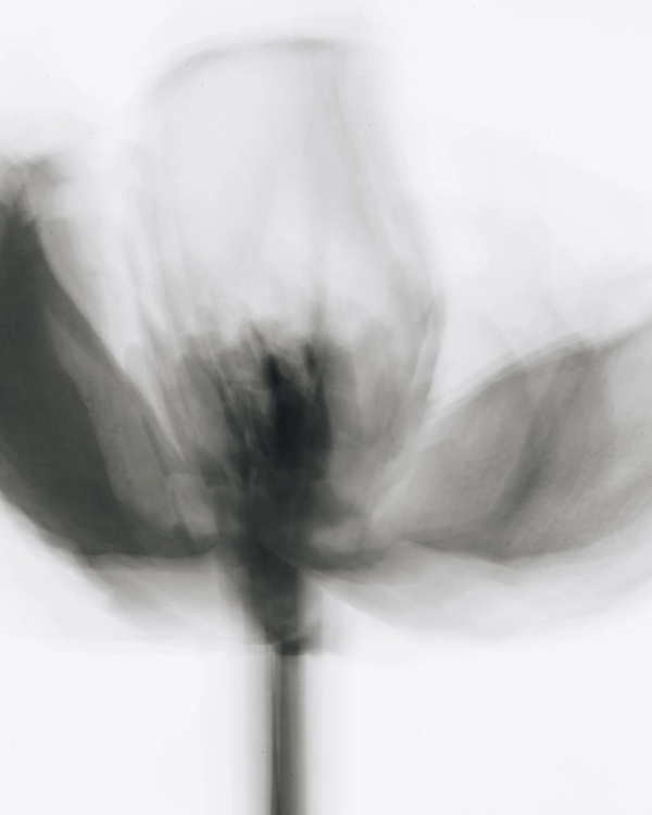 Blurred black and white photograph of a tulip in gray tones on a white background