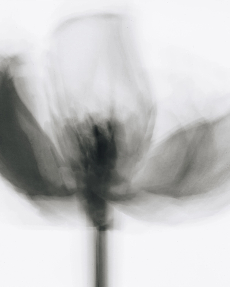 Blurred black and white photograph of a tulip in gray tones on a white background