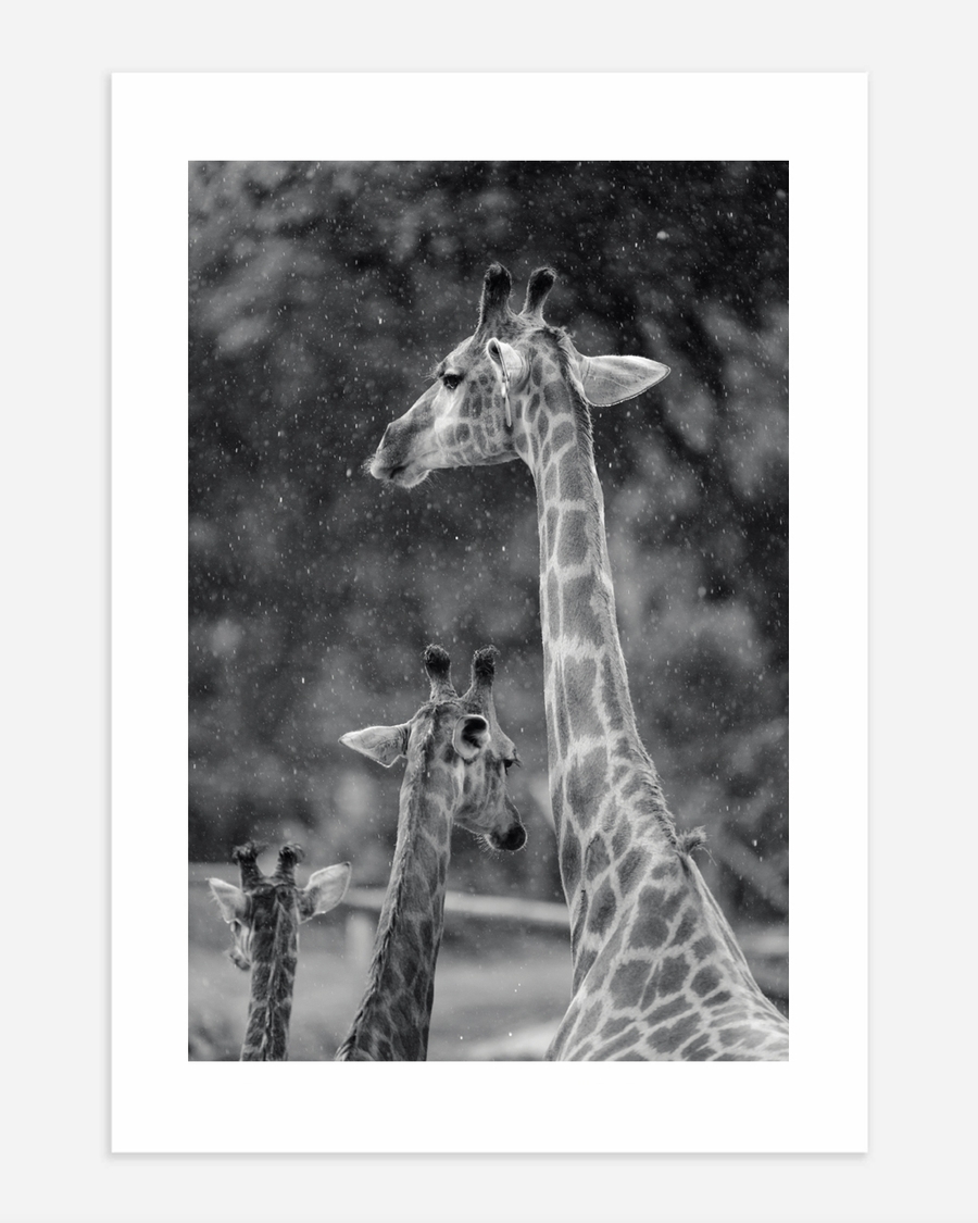 A poster of a Giraffes standing in falling snow with soft blurred background