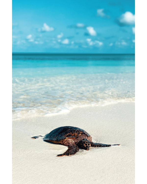 Sea turtle resting on sandy beach by ocean