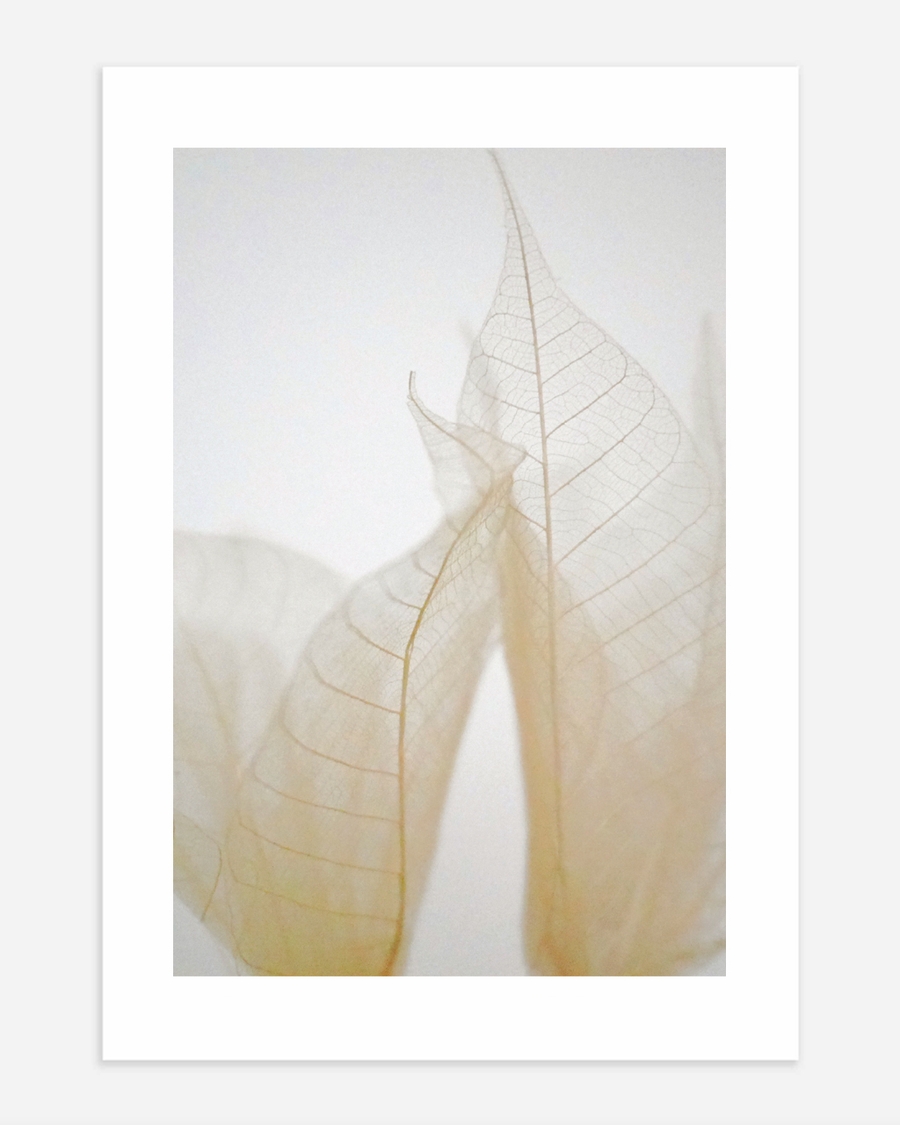 A poster of a Transparent leaves in soft natural neutral tones