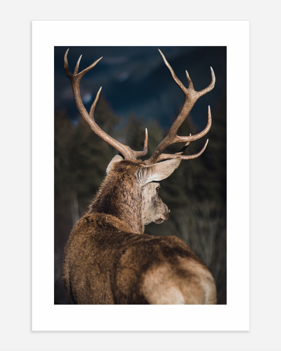 A poster of a Deer with antlers standing in Nordic landscape
