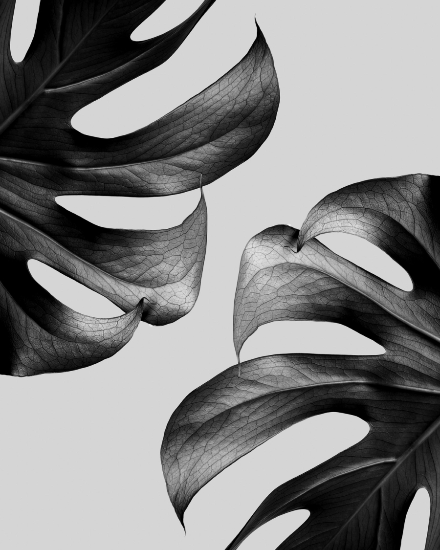 Black and white photograph of two monstera leaves with split edges on a light gray background