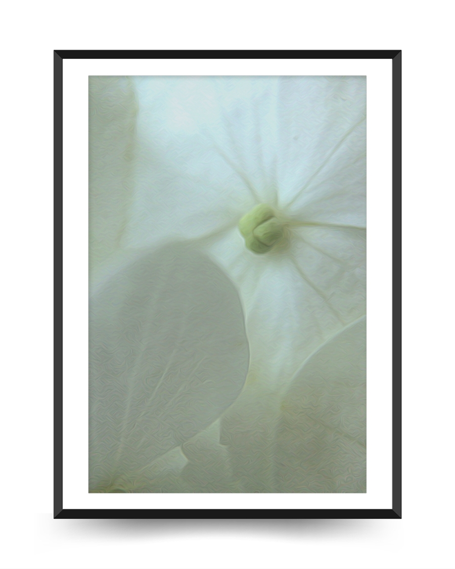 A poster of a Soft white flower with translucent petals and gentle light