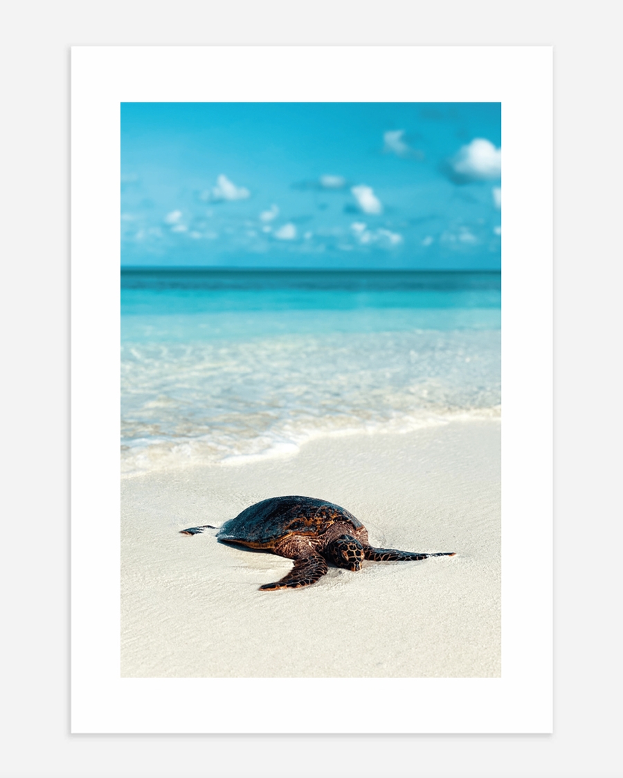 A poster of a Sea turtle resting on sandy beach by ocean