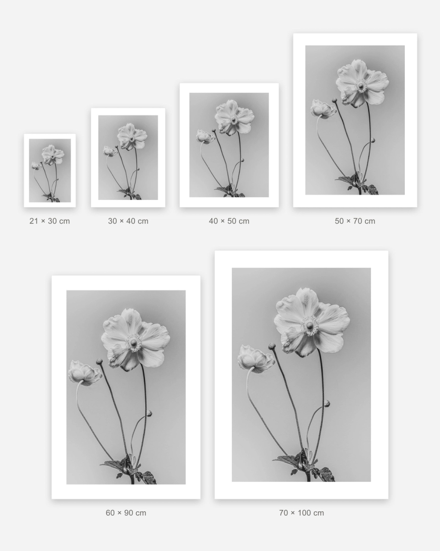 Anemone in Silver poster in 6 sizes, shown to scale: 21 × 30, 30 × 40, 40 × 50, 50 × 70, 60 × 90 and 70 × 100 cm