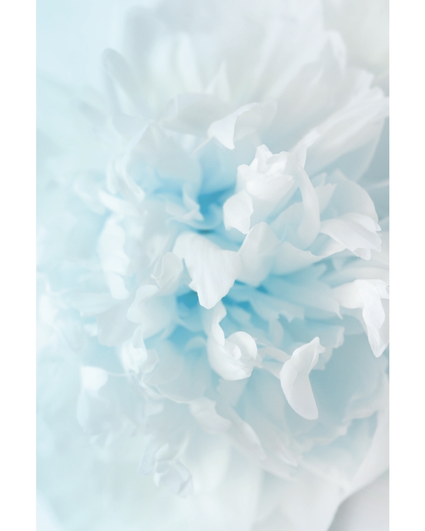 Soft white and blue abstract floral shapes
