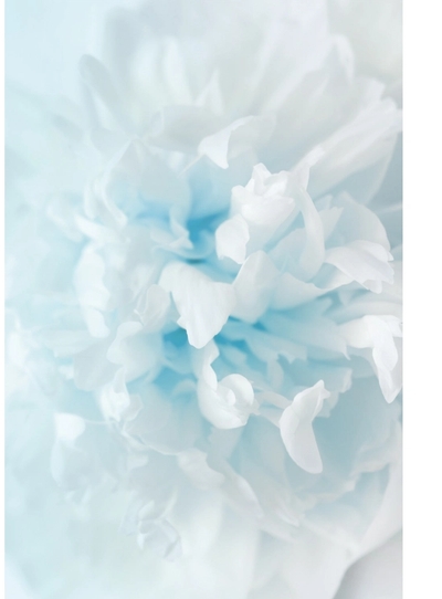 Soft white and blue abstract floral shapes
