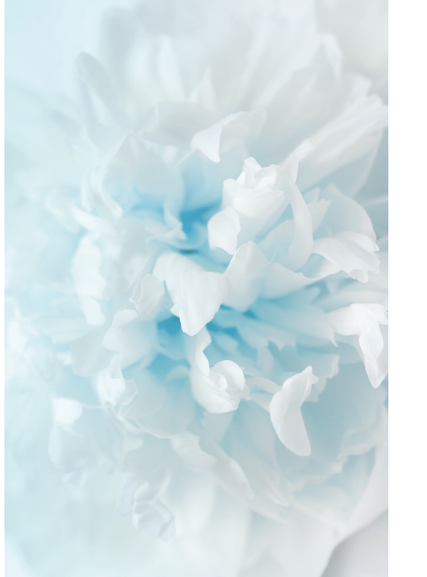 Soft white and blue abstract floral shapes