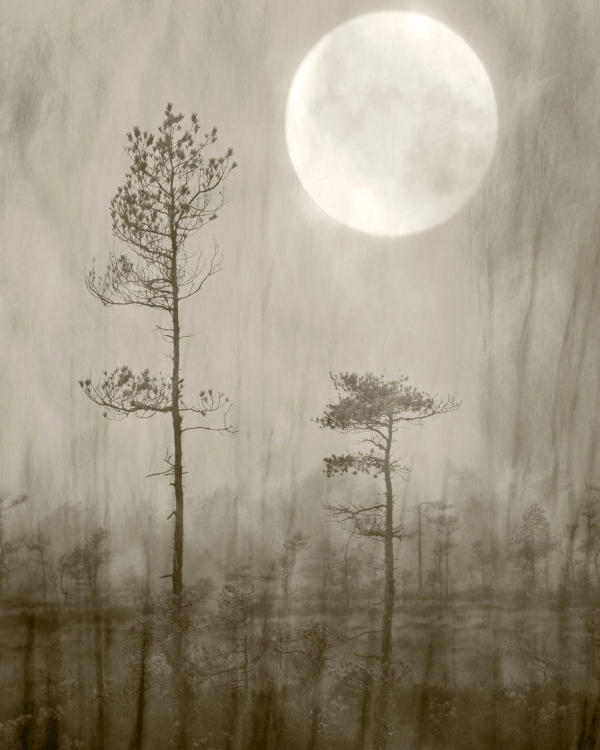 Misty bog with slender pines beneath a large pale moon in warm sepia and gray tones