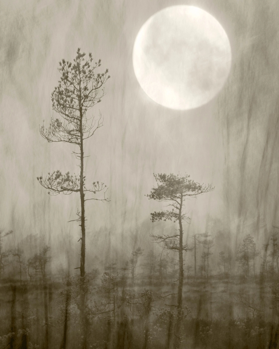 Misty bog with slender pines beneath a large pale moon in warm sepia and gray tones