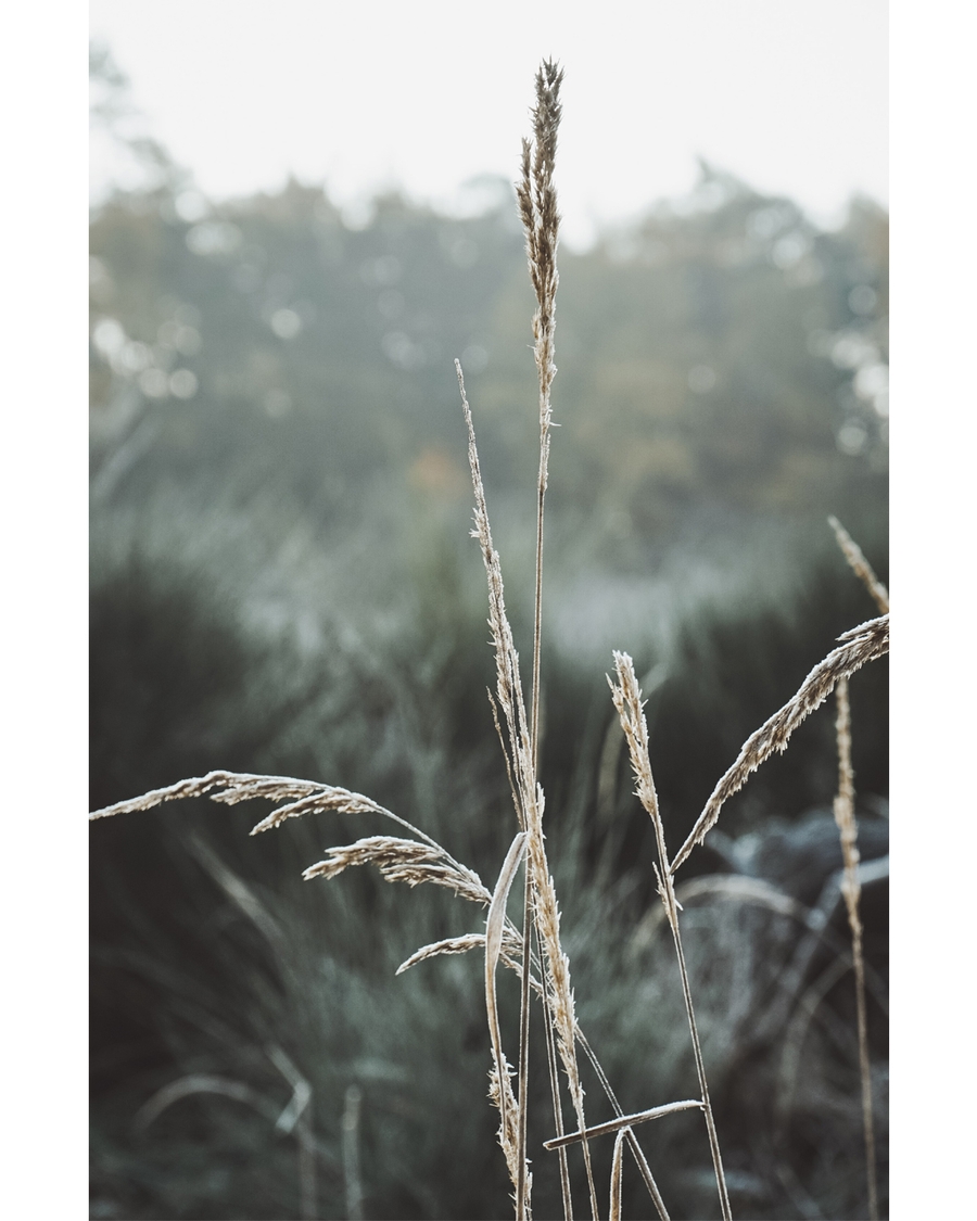 Close-up of frosted grass against blurred forest background.