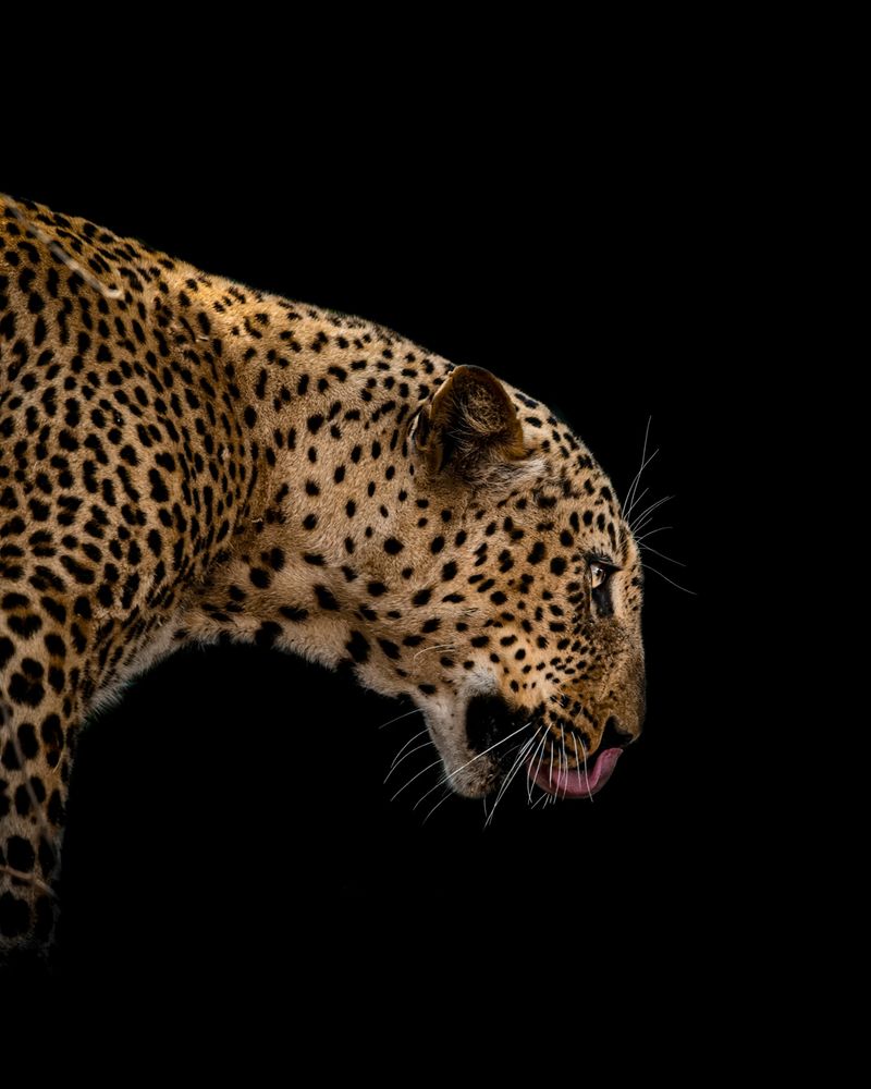 A focused leopard on a pitch-black background