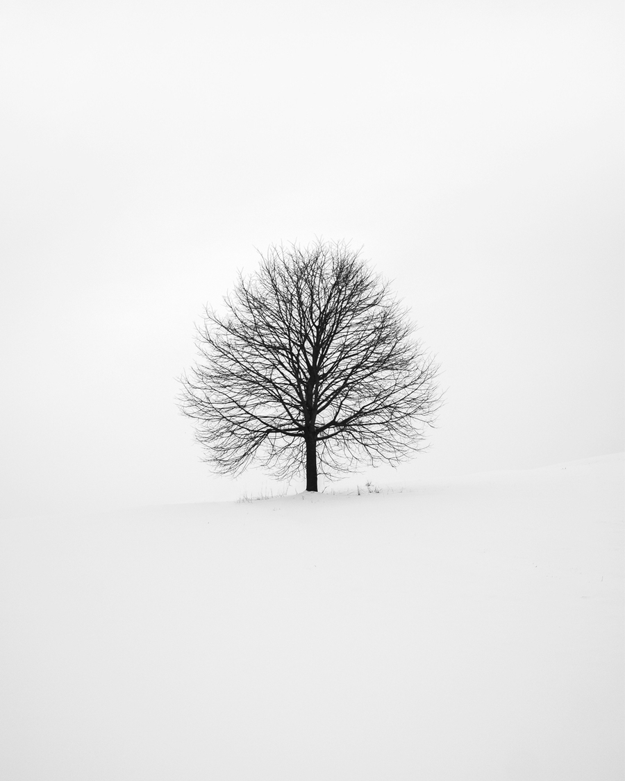 A lone black tree surrounded by white snow